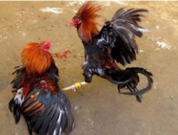 Diduga Marak Aktifitas Judi Sabung Ayam di Desa Baruga Riattang.Polres Bulukumba Diminta Turun Tangan.