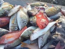 Setiap Pagi, PPI Bontobahari Ramai Dikunjungi Warga untuk Berburu Ikan Segar